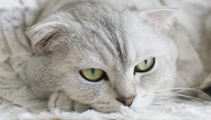 爱游戏app下载-英超冠军争夺：悬念激烈，精彩纷呈！，英超冠军分析