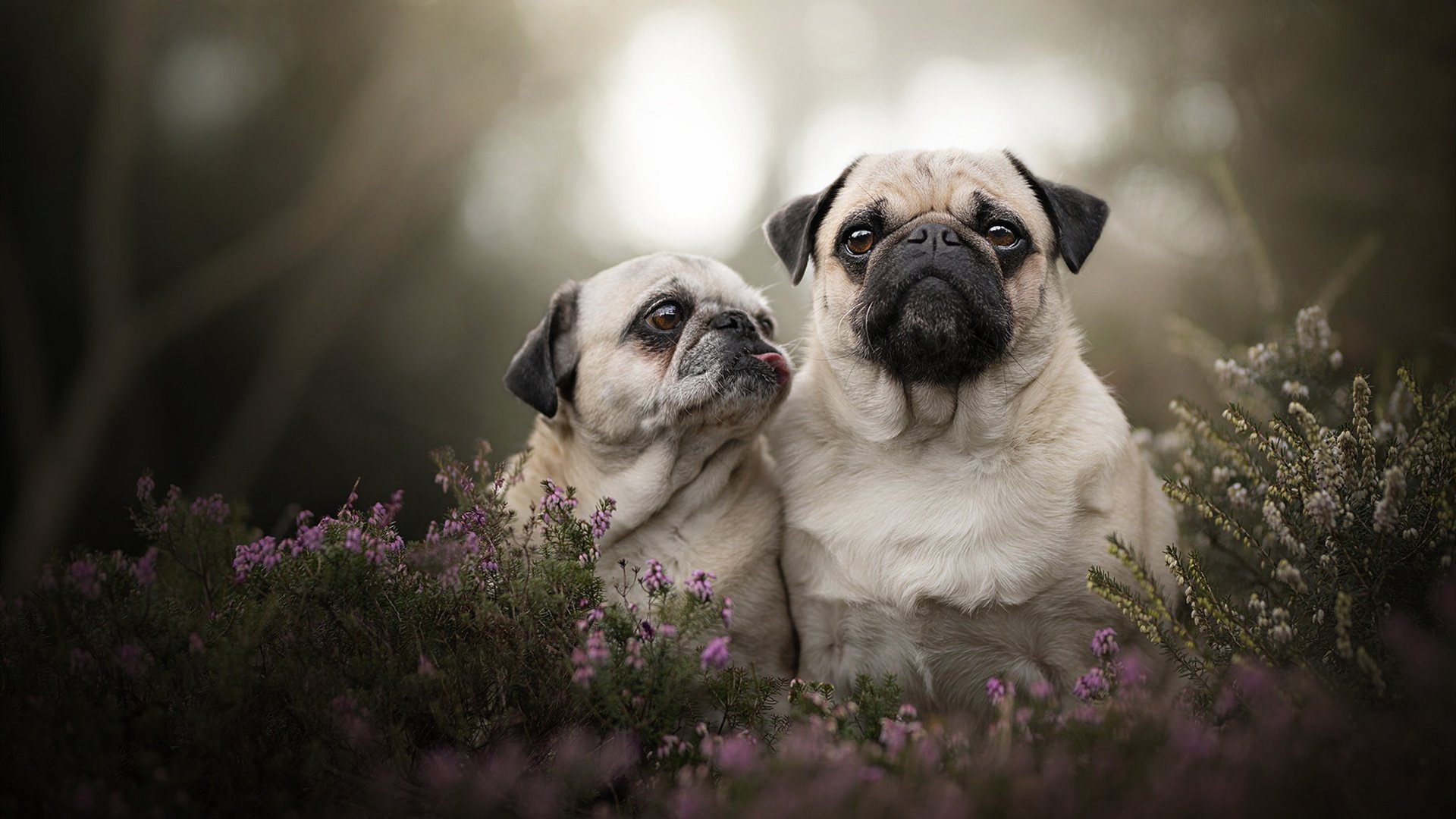 爱游戏体育官方网站-_鹈鹕队潜力无限，逐步追赶领先者_，鹈鹕队改名前是哪个队