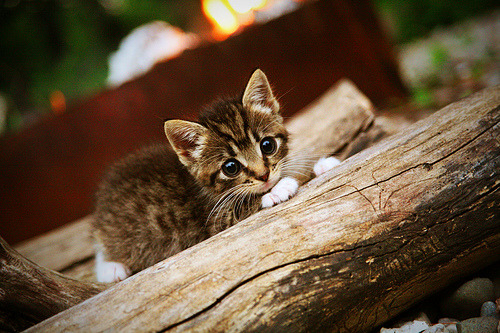 “青春信仰”青少年篮球公益传递活动在成都持续火热,篮球公益项目