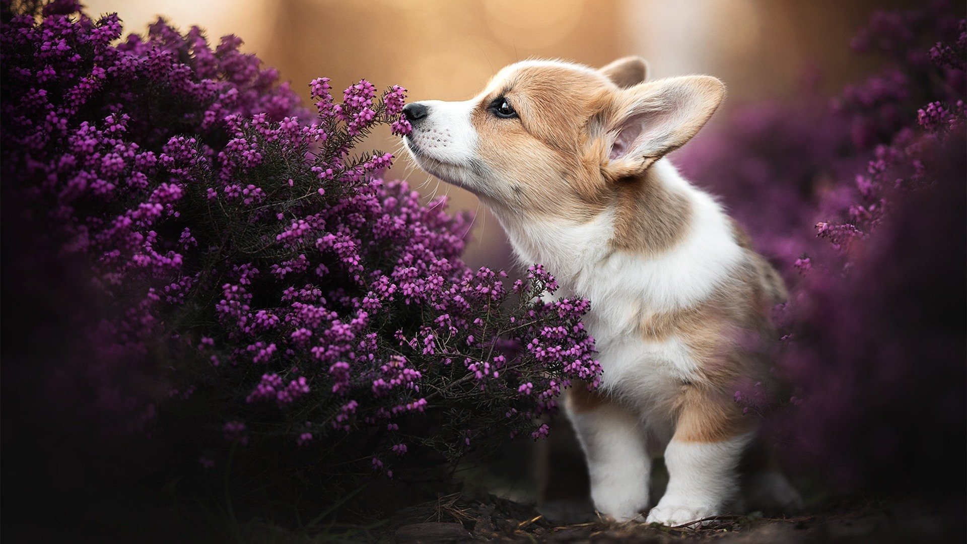 中国女篮战术演变,逐步适应国际赛场,中国女蓝战绩
