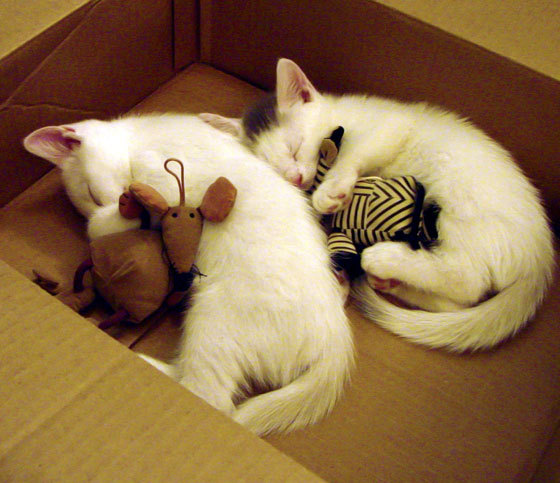 -勇士队迎来五连胜，库里状态爆棚，勇士队 curry