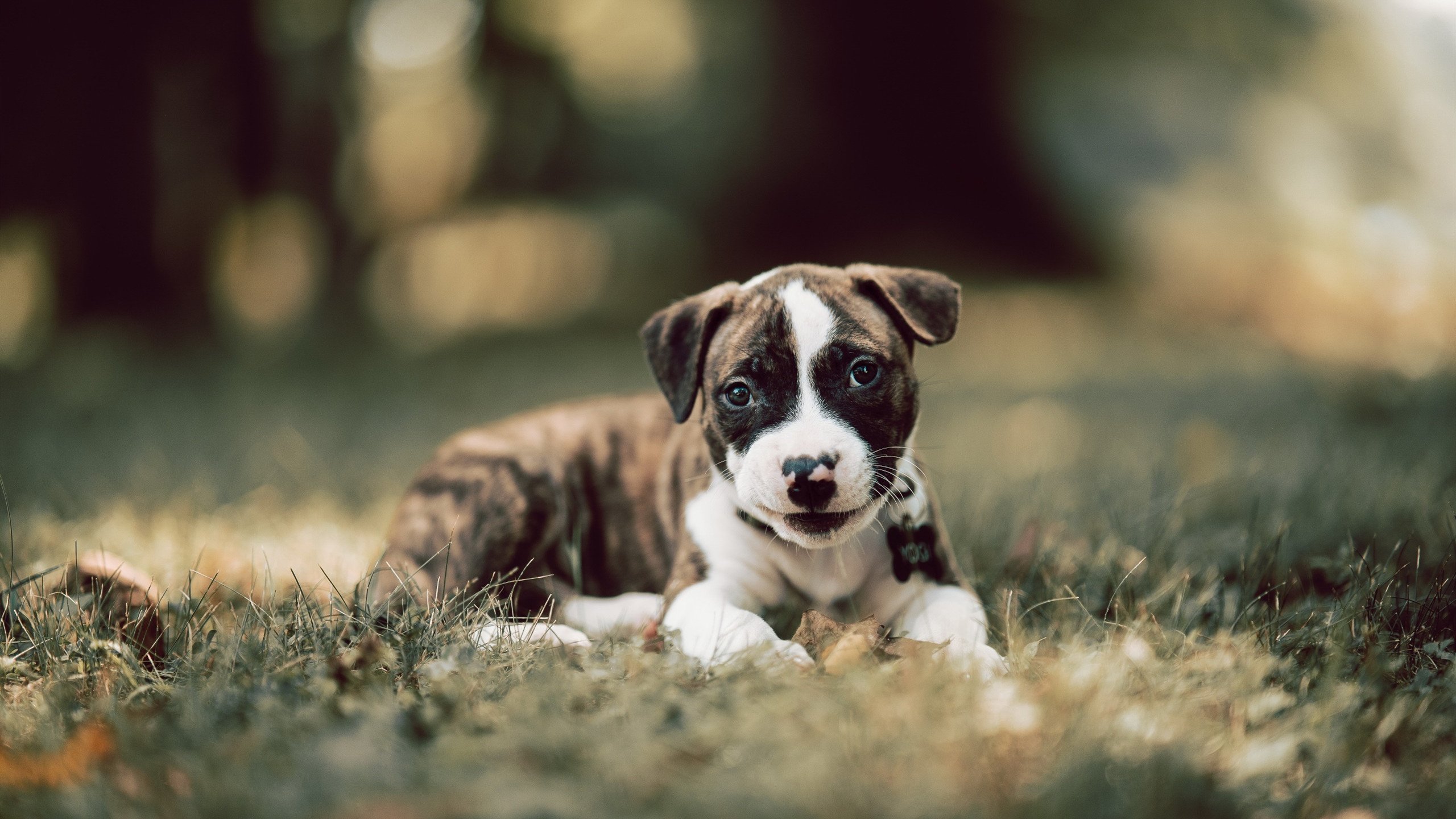 巴西队在2024年南美锦标赛中排名第八,巴西南美世预赛大名单