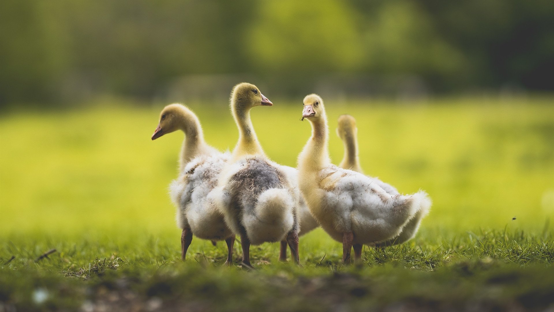 比赛策略中的“隐形战术”揭秘,隐形犯规战术