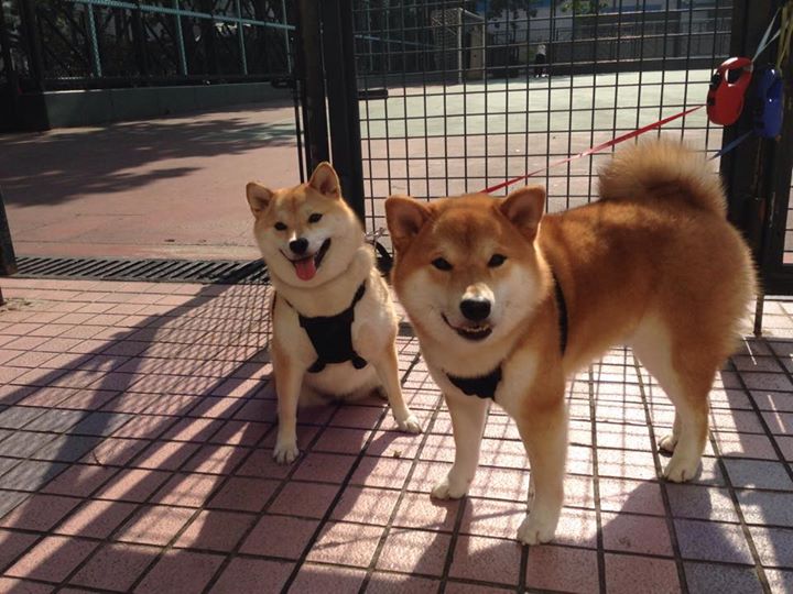 足球文创市集在球迷广场盛大开幕,足球文创产品