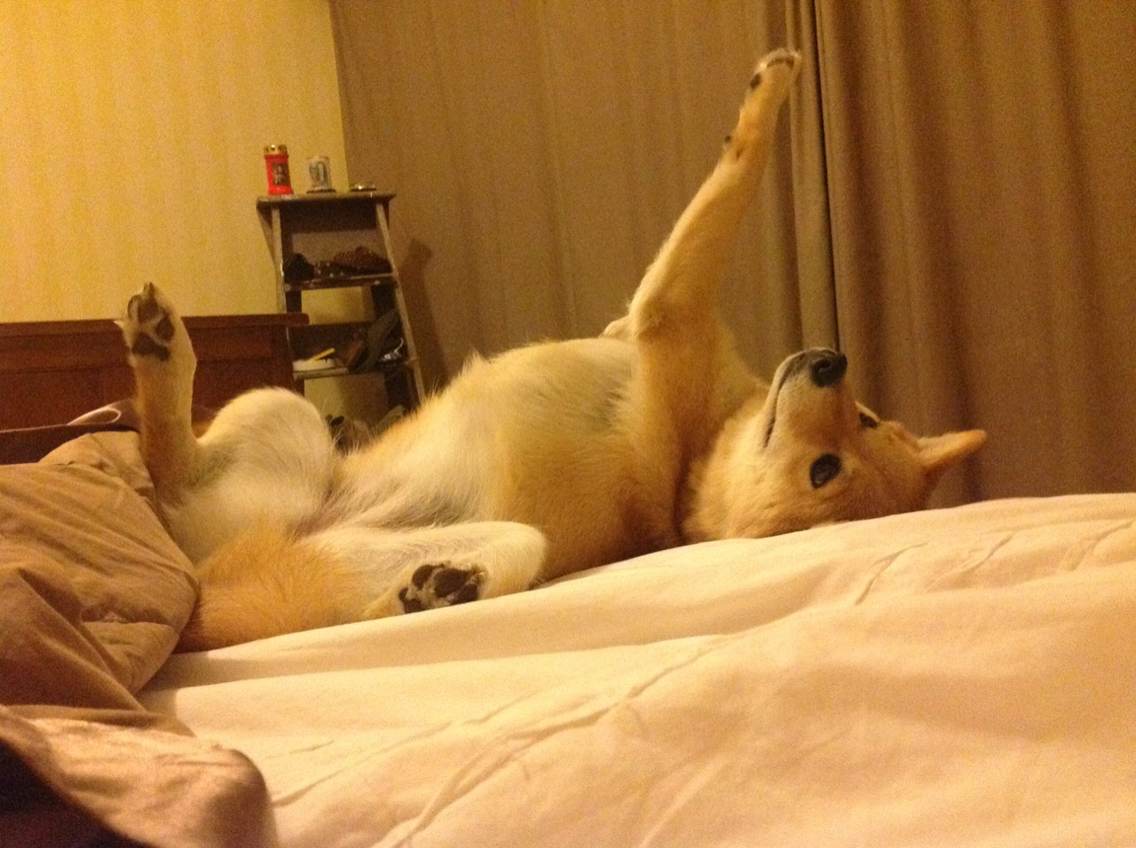 T1战队比赛数据全面提升,t1战队2020