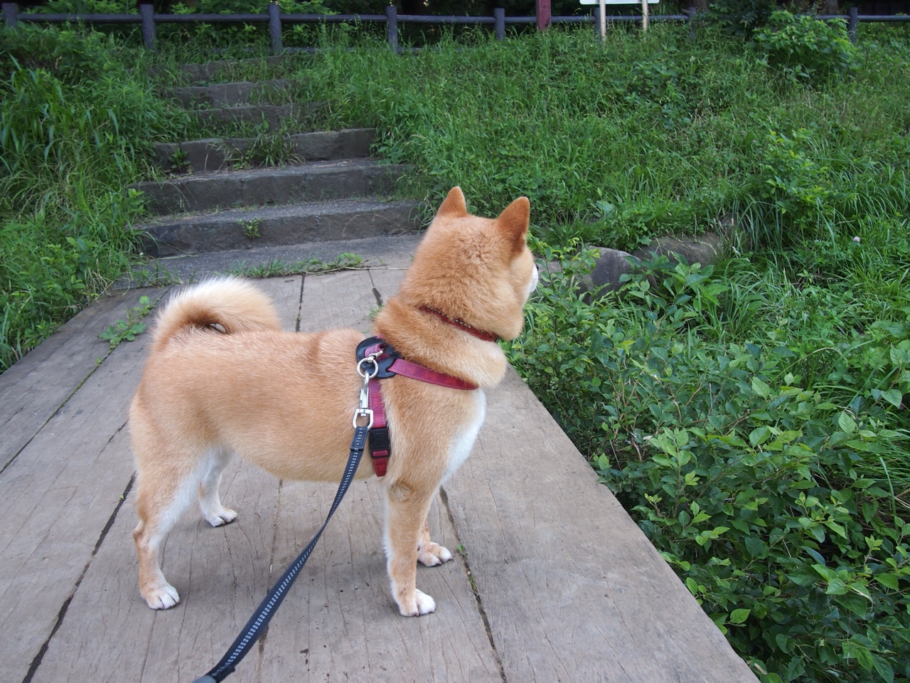 -匈牙利前锋神秘受伤，备战巴尔干球队，匈牙利对阿尔巴尼亚