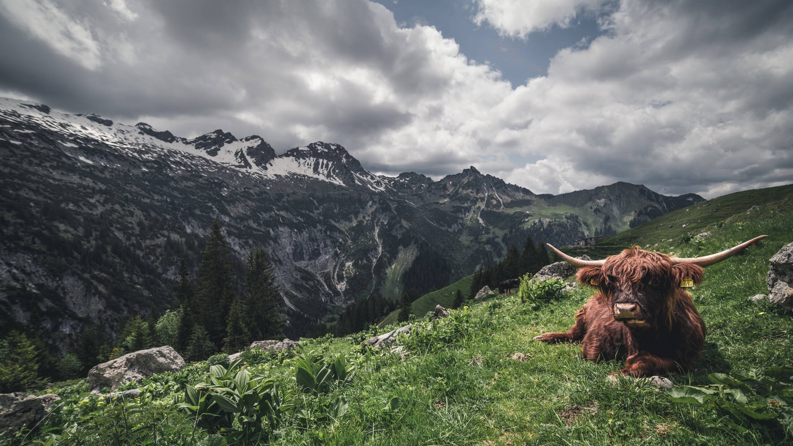 意甲卫冕冠军调整战术谋求突破，致胜关键，0001意甲冠军