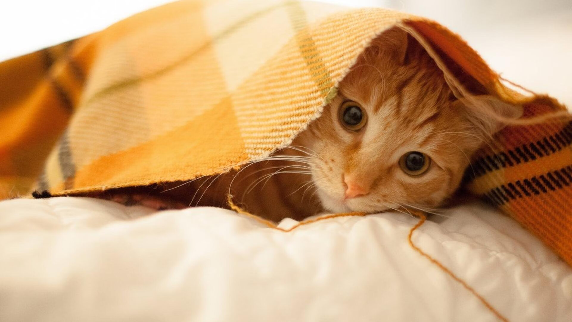 高校体育赛事观众体验提升,高校体育赛事观众体验提升方案