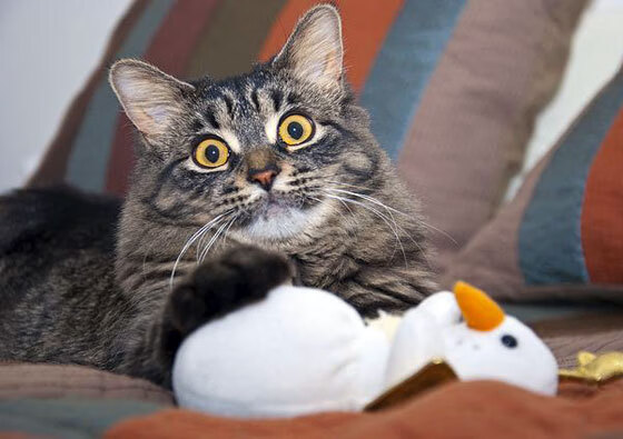 爱游戏体育（AYX）官方APP下载-埃及赛制新模式：如何提高赛事的观赏性与竞技性，埃及联赛ds