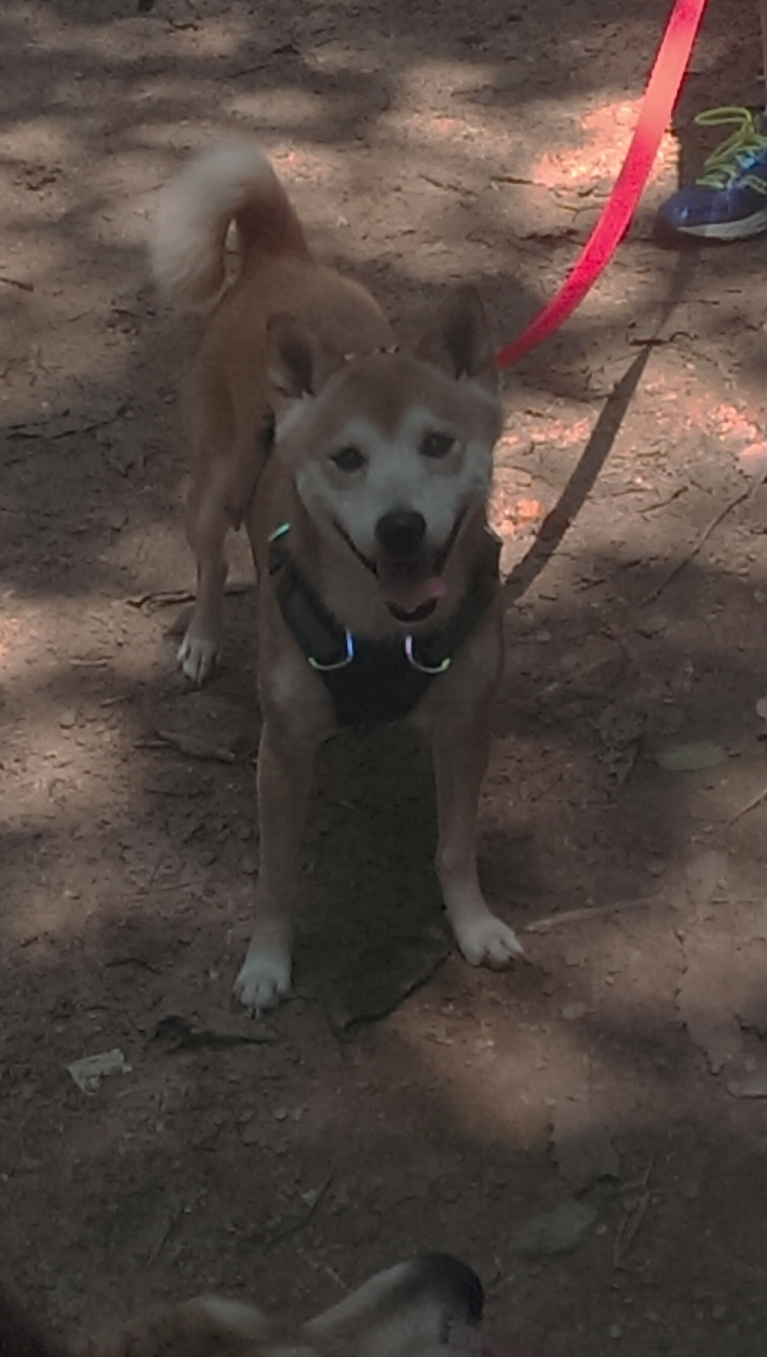 爱游戏体育平台-中国足球联赛搭建全员视频复盘反馈通道，足球赛后复盘app